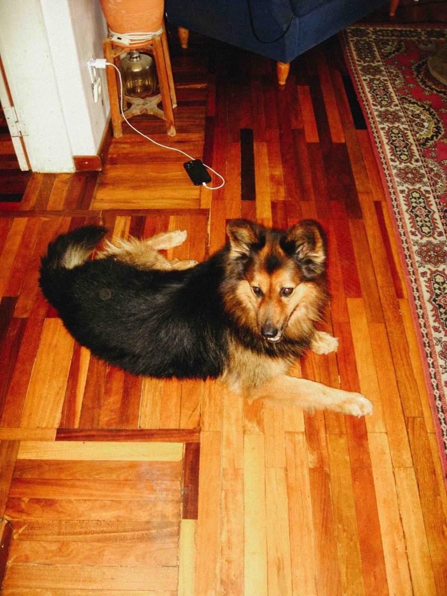 A grinning dog with its tongue out, photographed from above on a parquet floor.