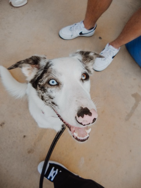 A dog with two different coloured eyes looking directly at the camera.